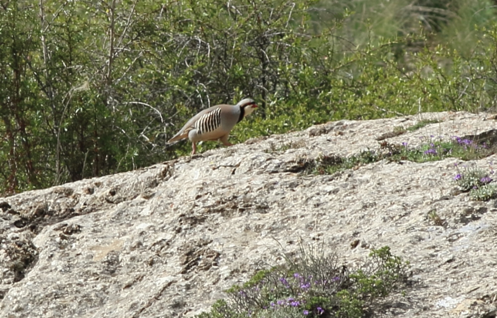 Chukar Partridge