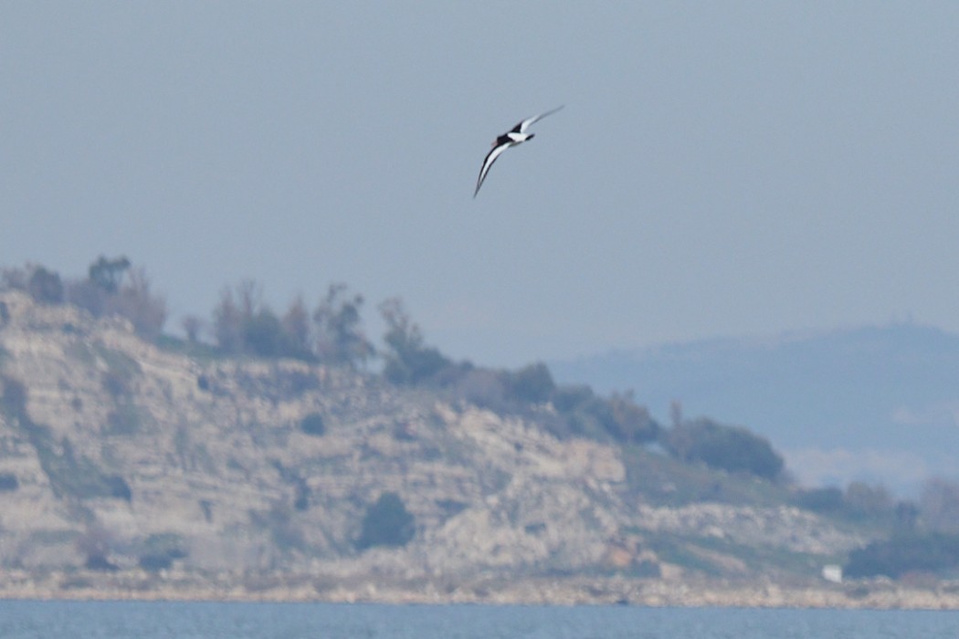Eurasian Oystercatcher