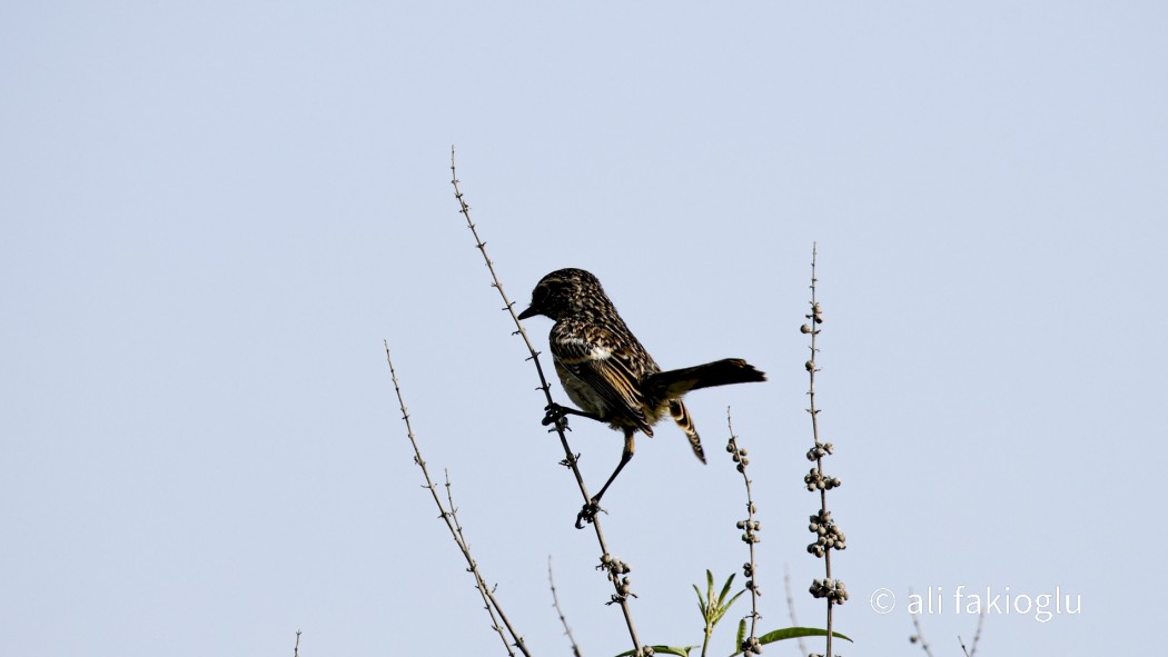 European Stonechat