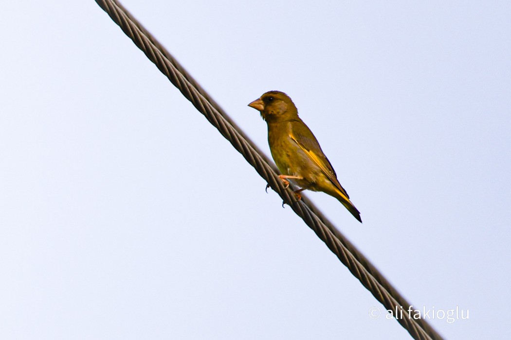 European Greenfinch