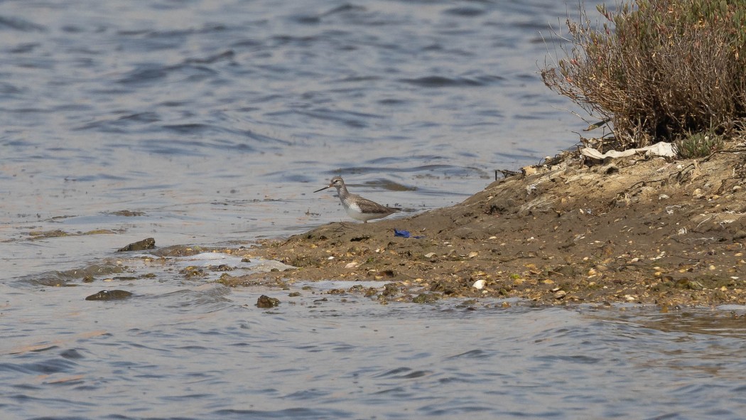 Terek Sandpiper