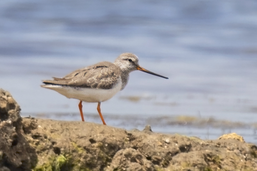 Terek Sandpiper