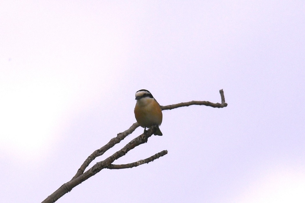 Masked Shrike