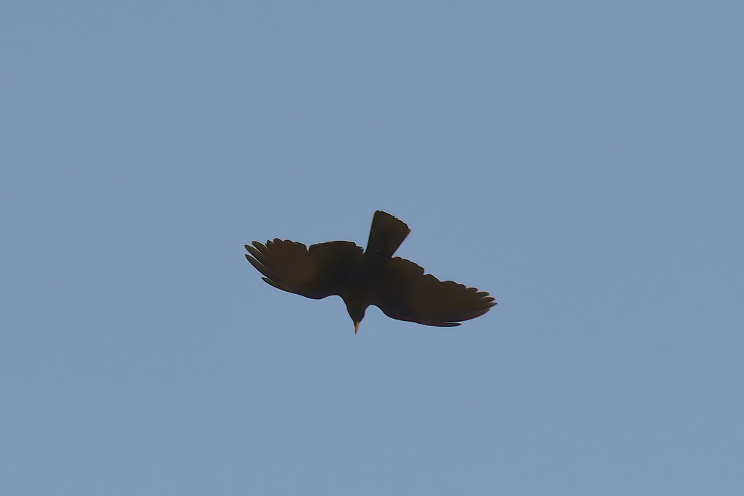 Alpine Chough