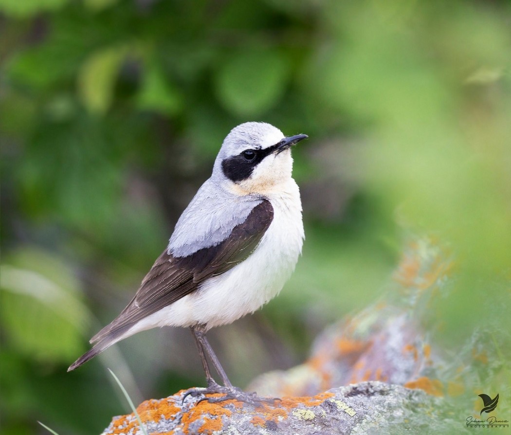 Northern Wheatear