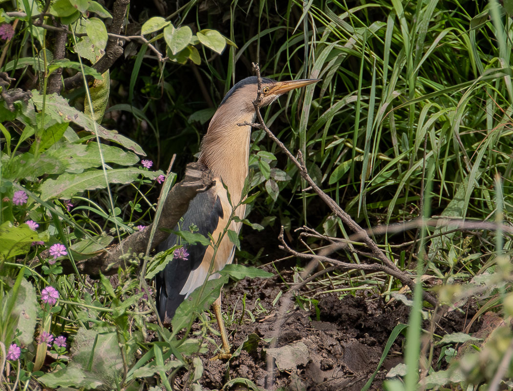 Little Bittern