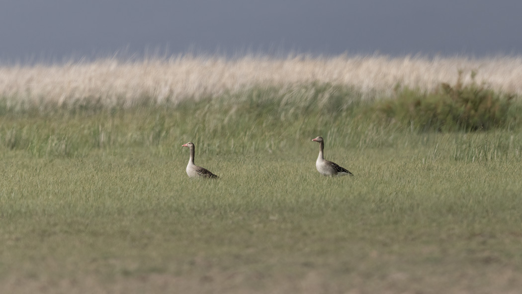 Greylag Goose