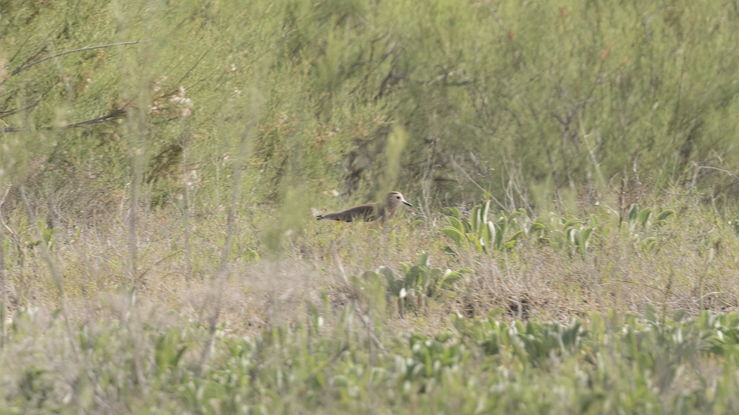 White-tailed Lapwing