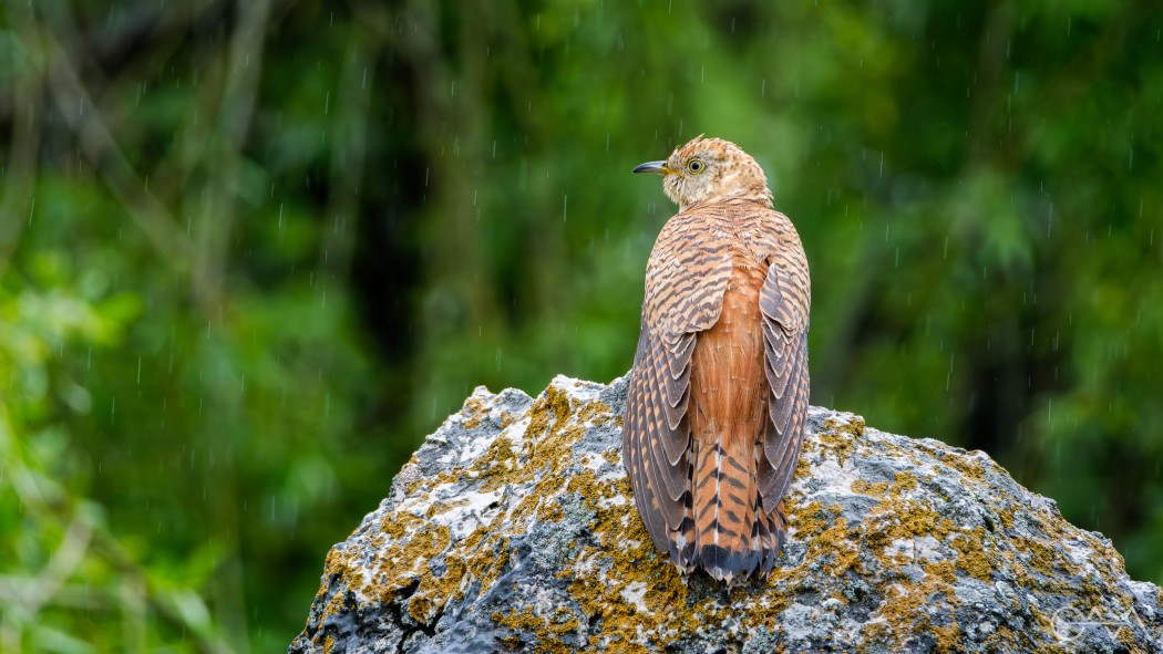 Common Cuckoo