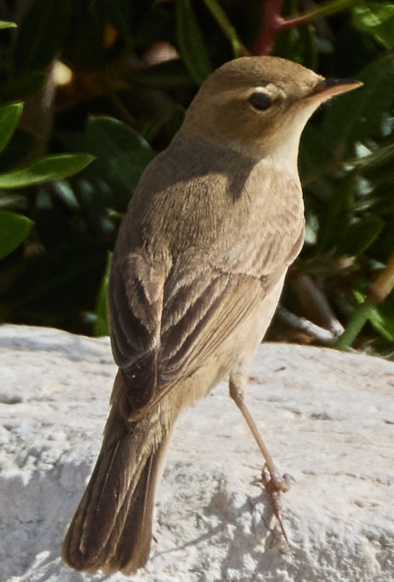 Booted Warbler