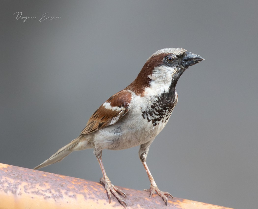 House Sparrow