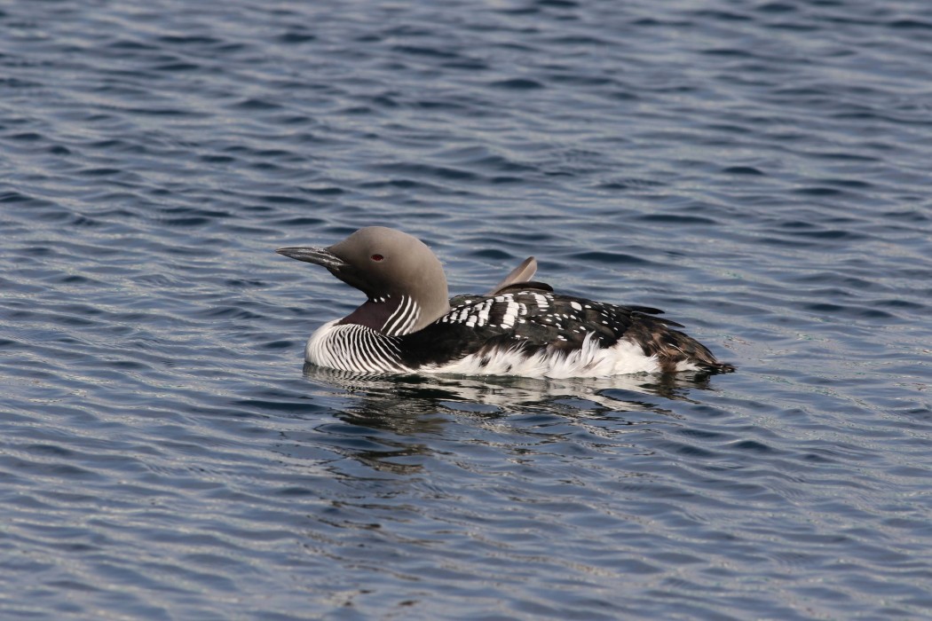 Black-throated Loon