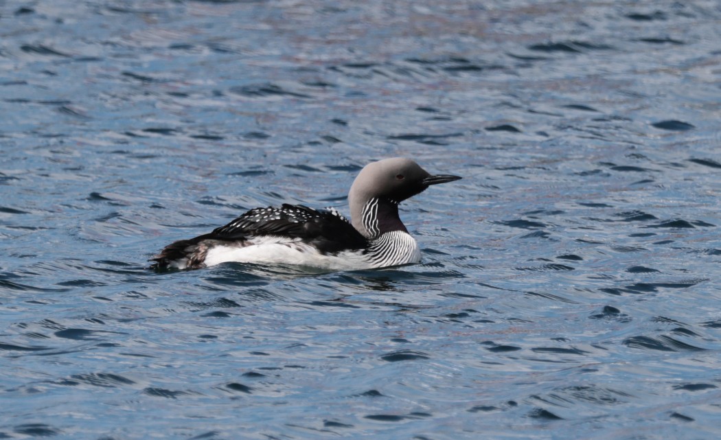 Black-throated Loon