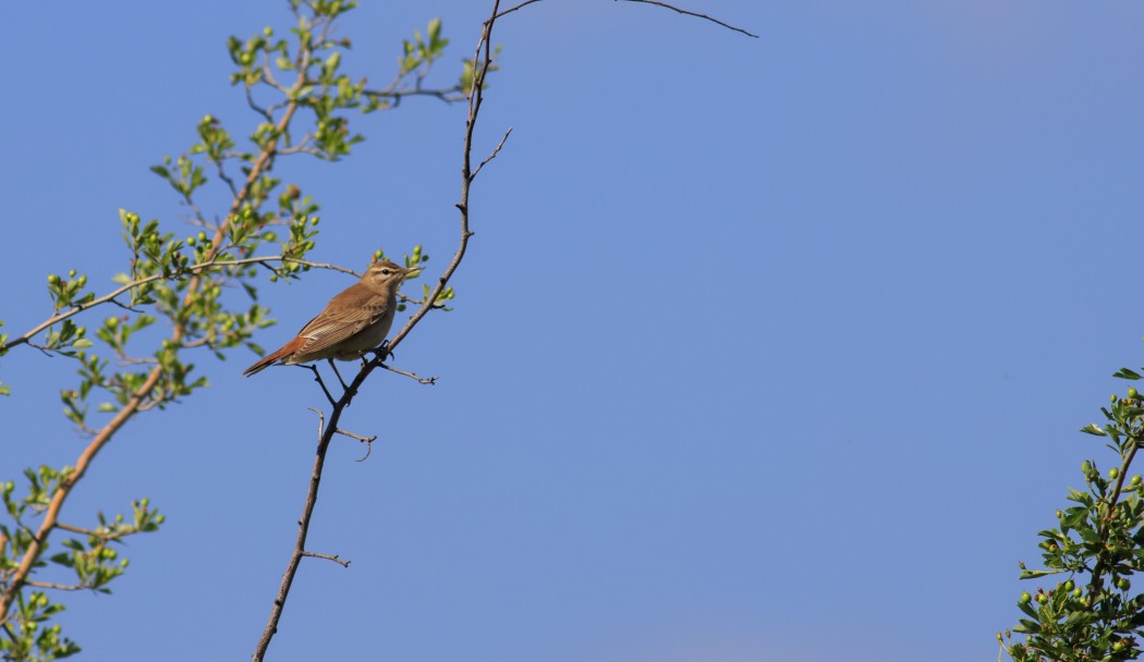 Rufous-tailed Scrub Robin