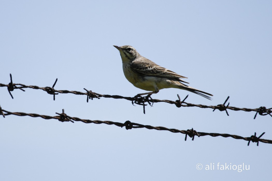 Tawny Pipit