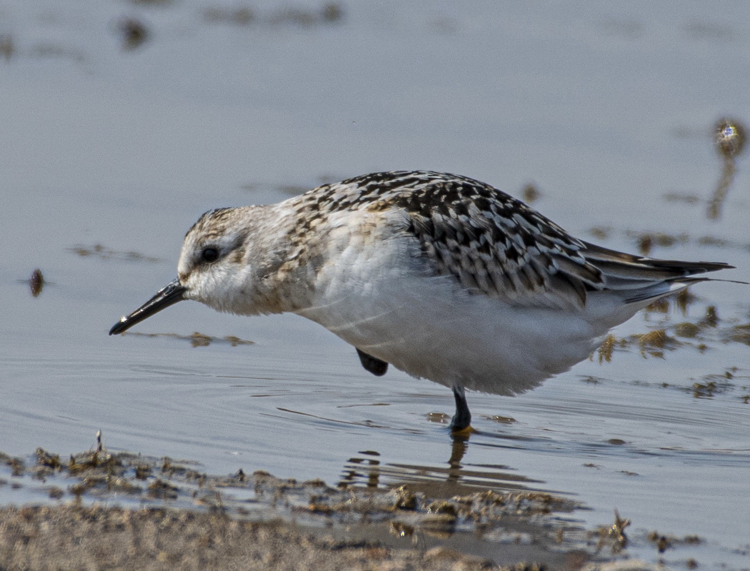 Little Stint