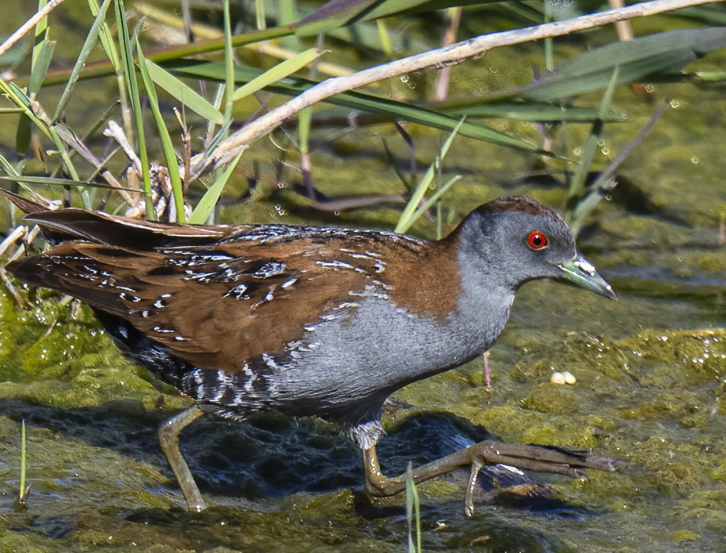 Baillon`s Crake