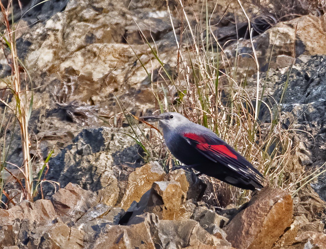 Wallcreeper