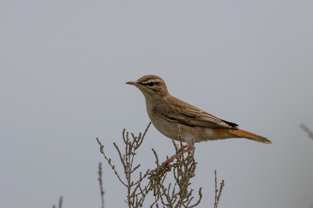 Rufous-tailed Scrub Robin