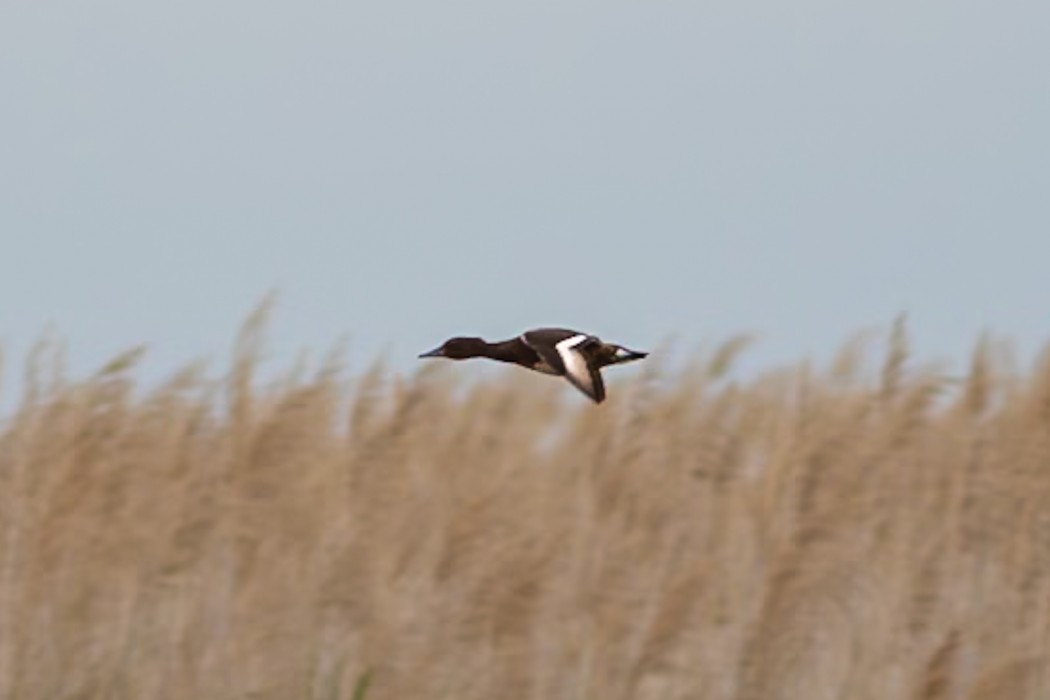 Ferruginous Duck