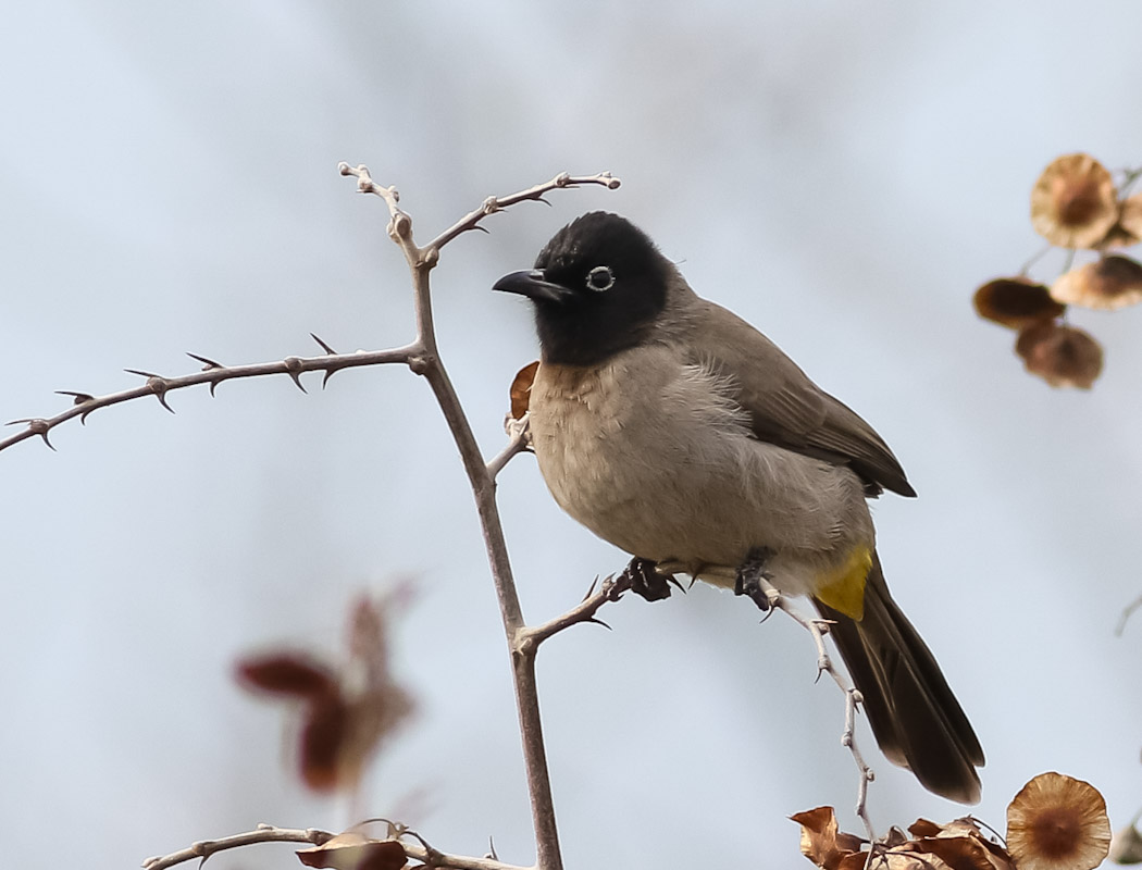 White-spectacled Bulbul