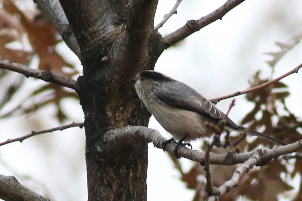 Long-tailed Tit