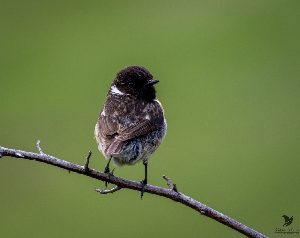 European Stonechat