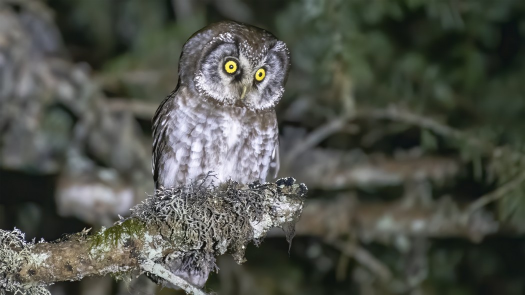 Boreal Owl
