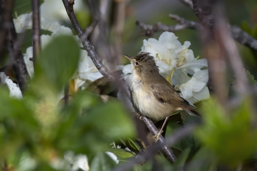 Marsh Warbler