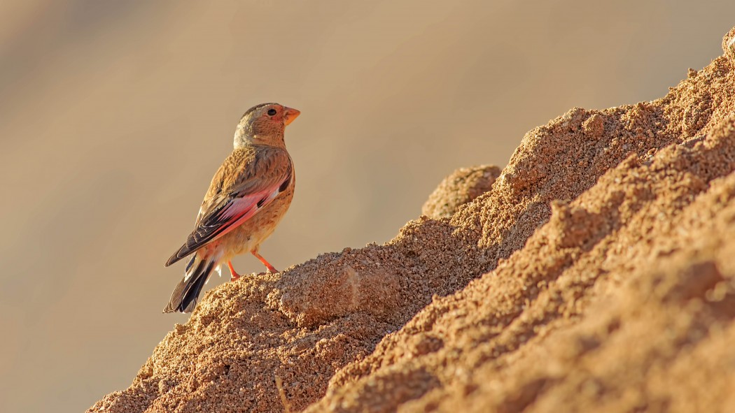Crimson-winged Finch