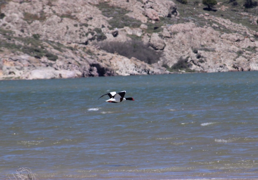 Common Shelduck