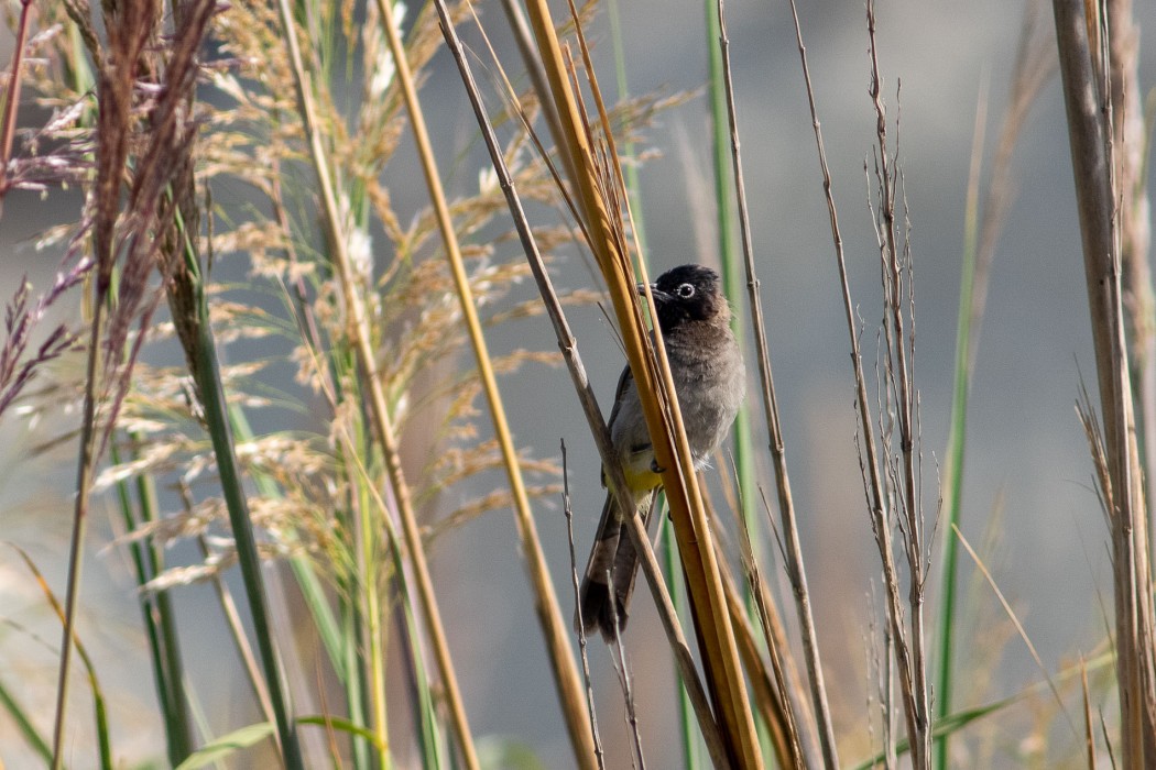White-spectacled Bulbul