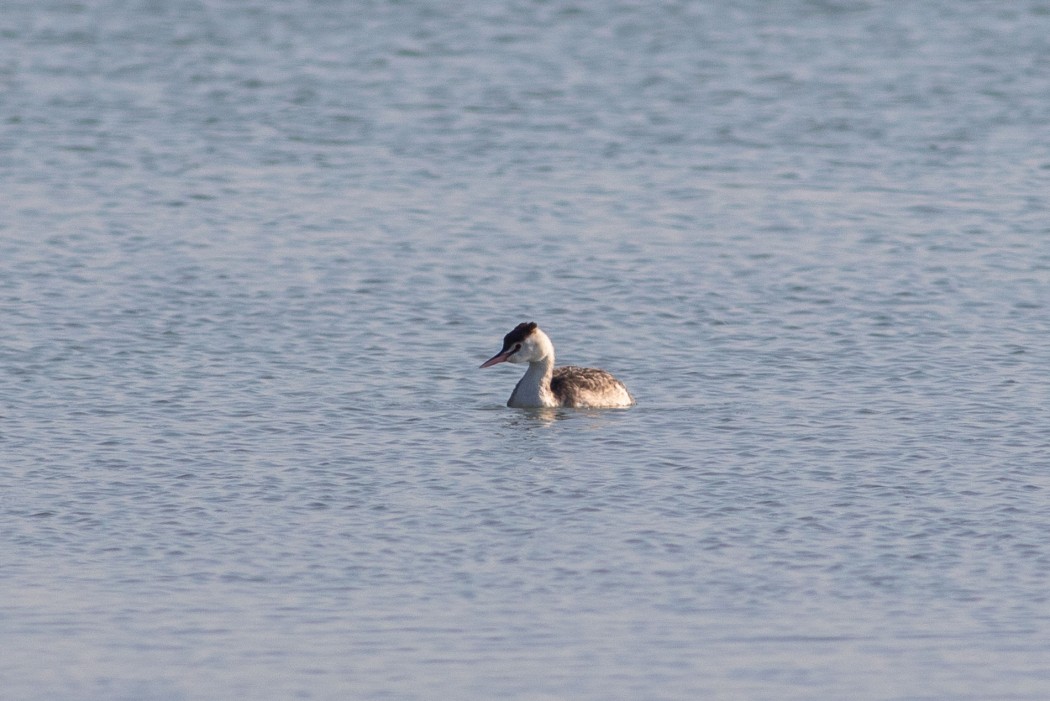 Great Crested Grebe