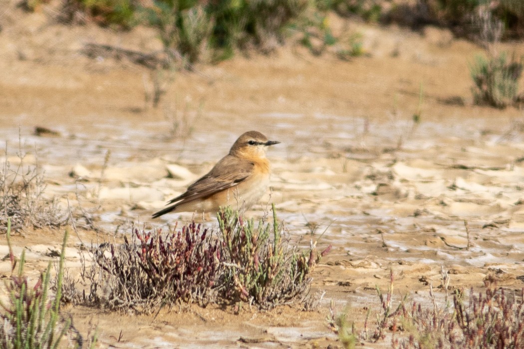 Isabelline Wheatear