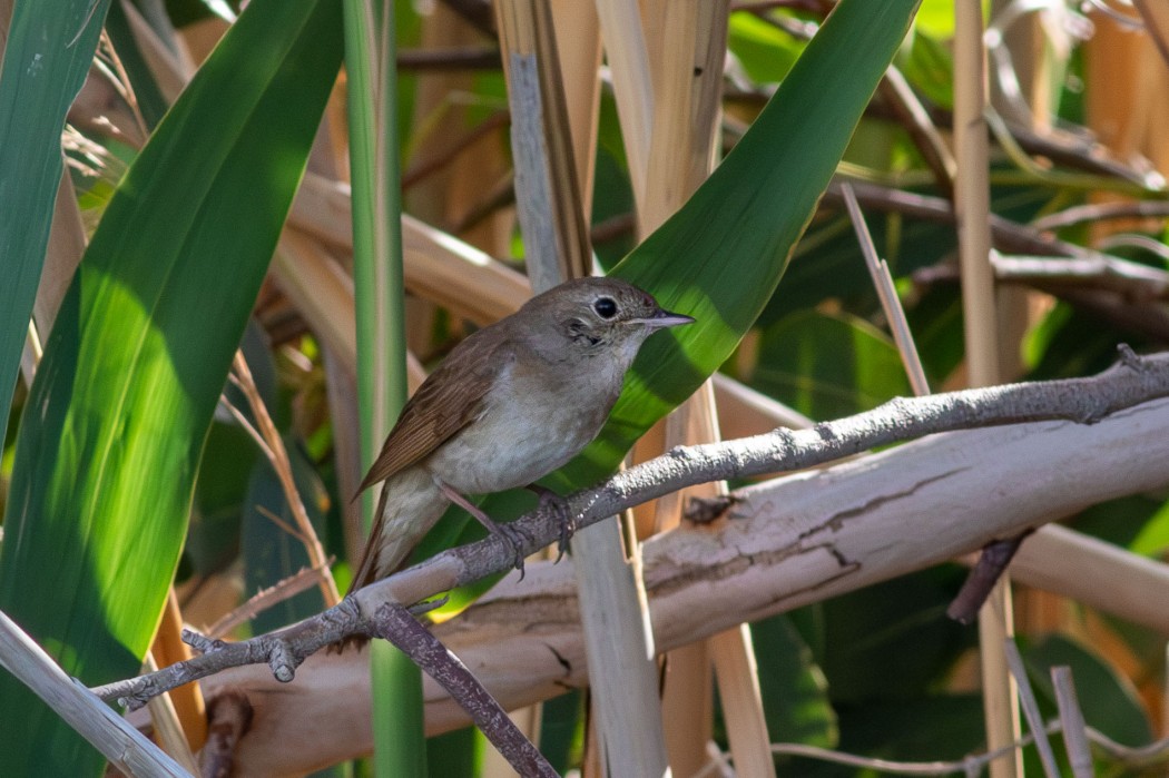 Thrush Nightingale