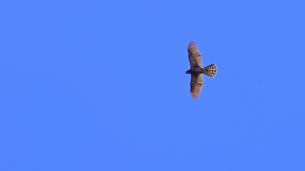 Eurasian Goshawk
