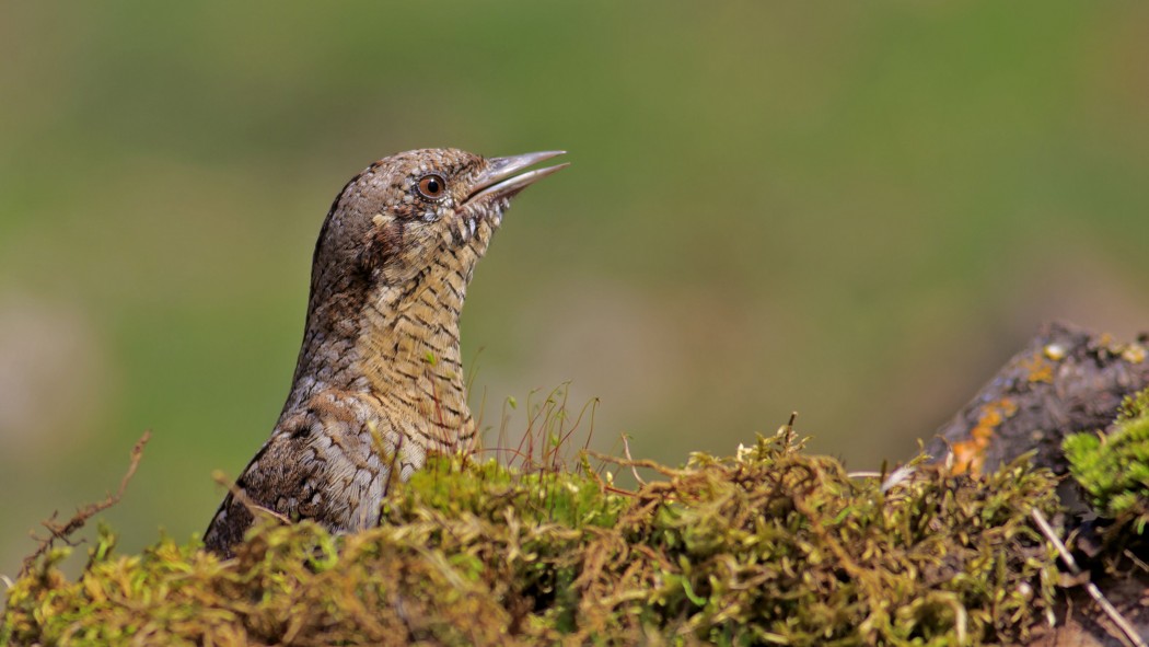 Eurasian Wryneck