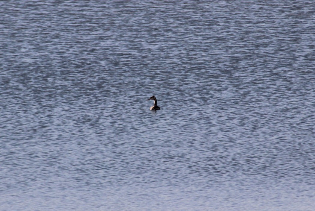 Great Crested Grebe