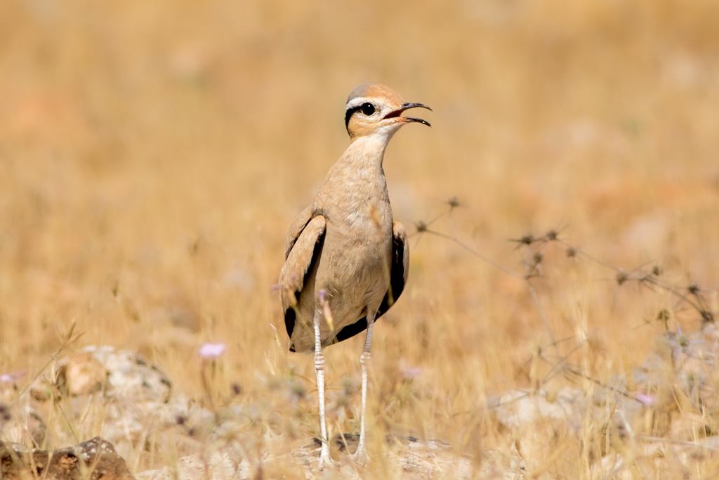 Cream-colored Courser