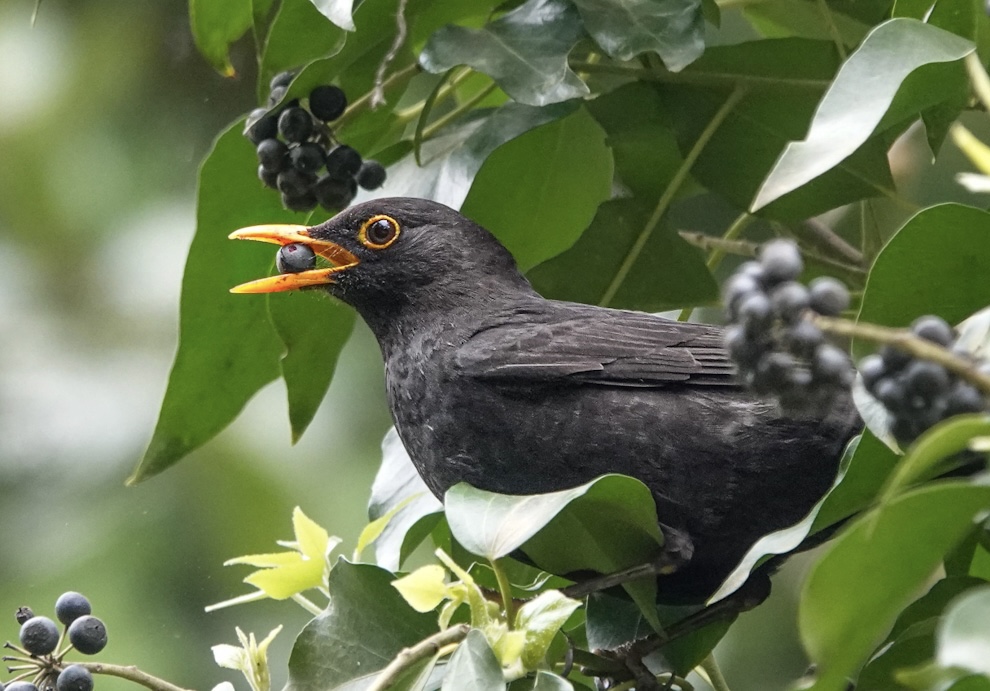 Common Blackbird