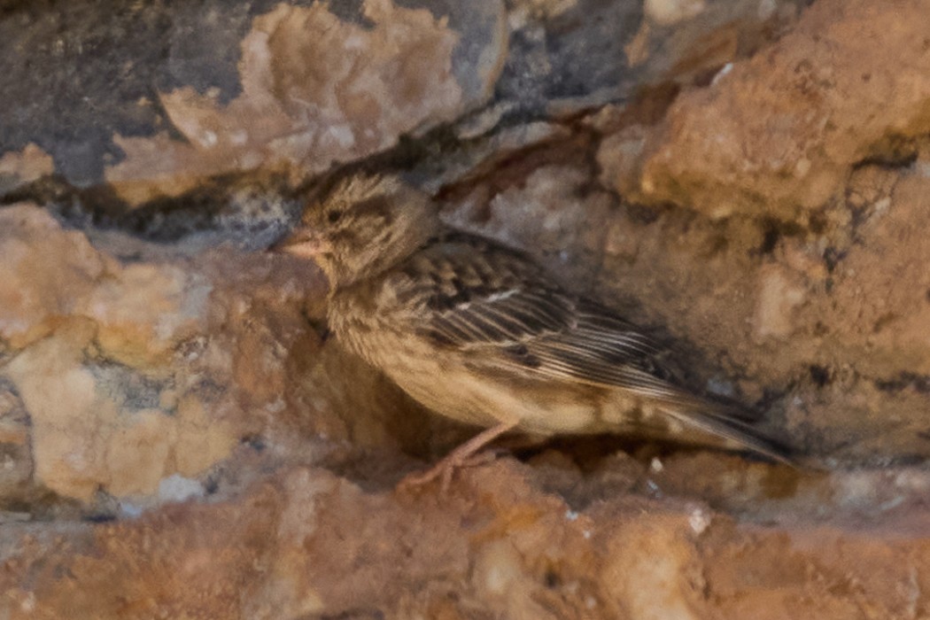 Rock Sparrow