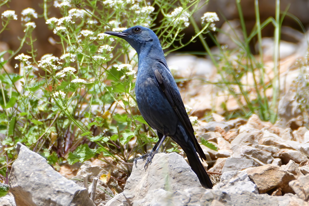 Blue Rock Thrush