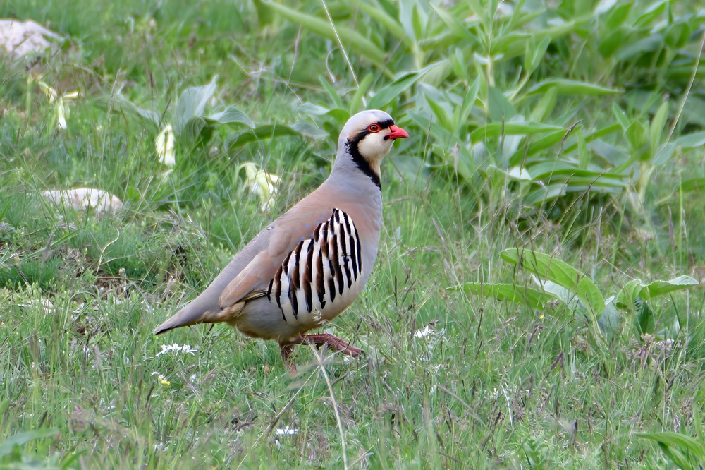 Chukar Partridge
