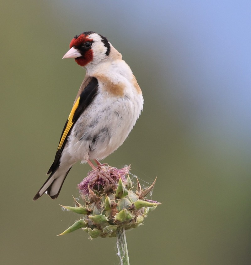 European Goldfinch