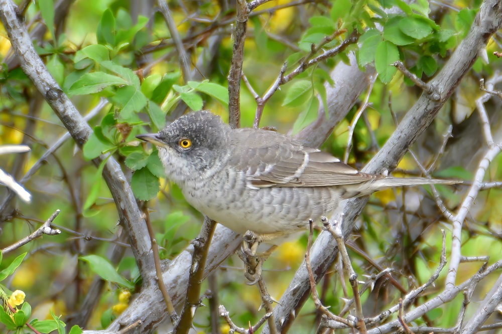 Barred Warbler
