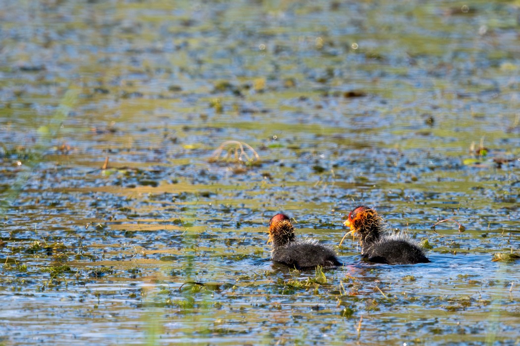 Eurasian Coot