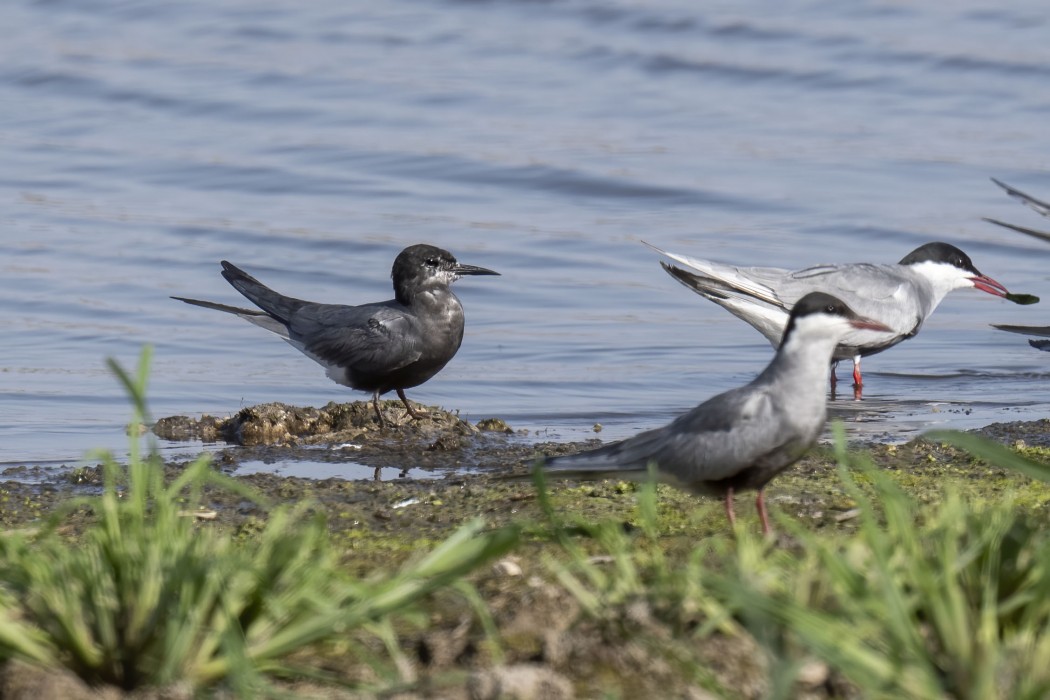 Black Tern