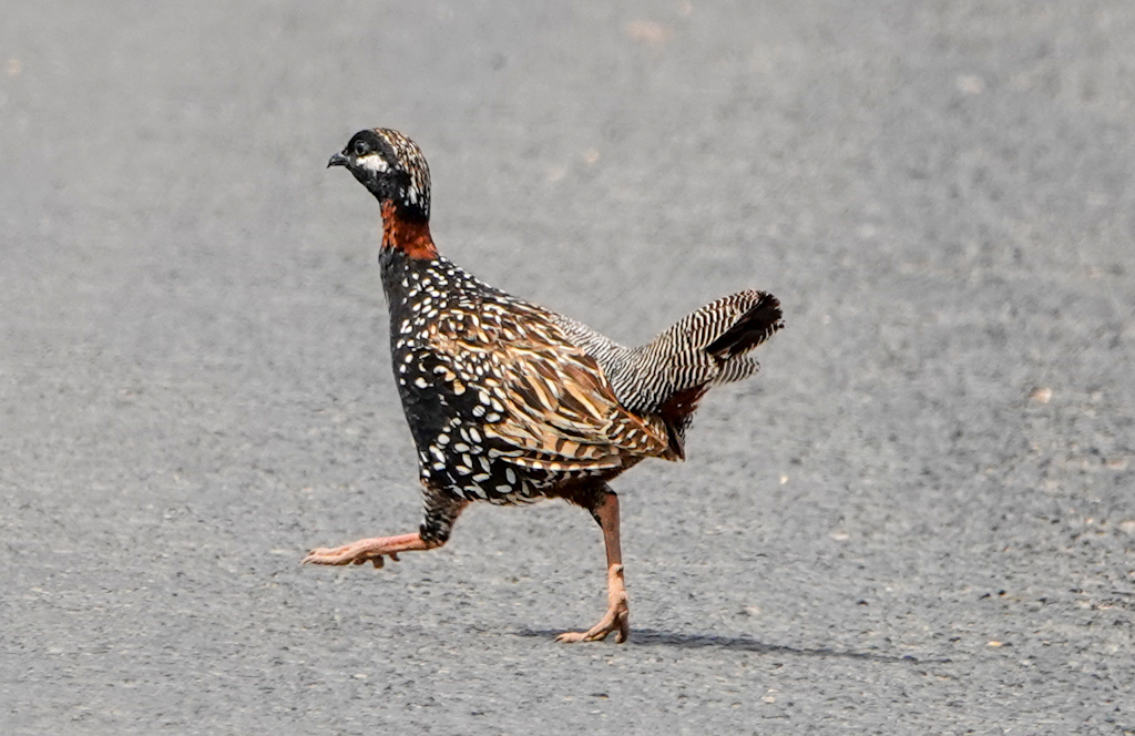 Black Francolin