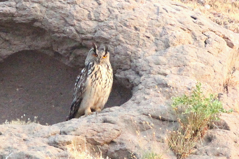 Eurasian Eagle-Owl