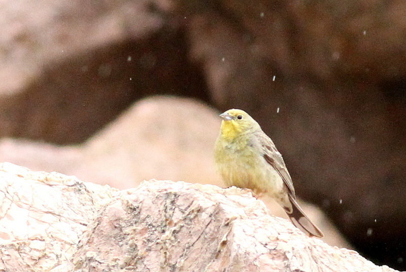 Cinereous Bunting